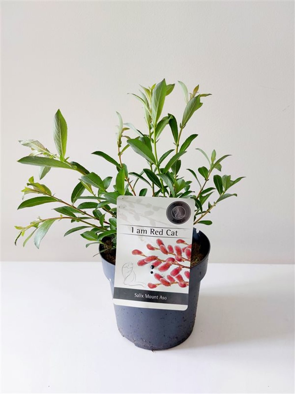 Salix gracilistyla 'Mt. Aso' - C3 30-40 CM